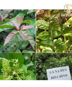 Xạ Đen Khô Túi Lọc Thương Hiệu SATOSO - Ảnh 4