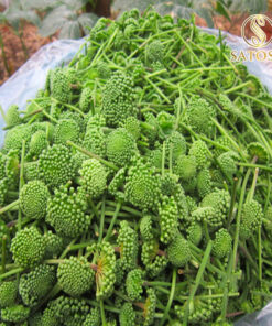 Nụ Hoa Tam Thất Khô SATOSO - Ảnh 4