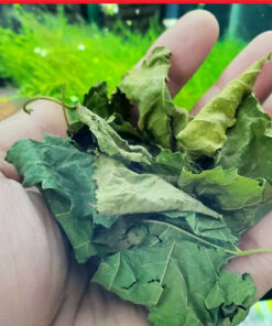 Lá dâu tằm sấy khô giảm đường huyết, tăng cường hệ thống miễn dịch SATOSO - Ảnh 4