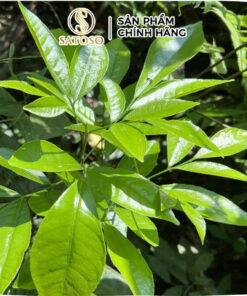 Cây Bưởi Bung Khô SATOSO - Ảnh 4