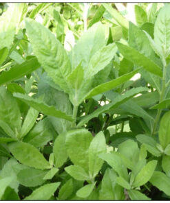 Cây Cúc Tần Sấy Khô, Sạch Satoso - Ảnh 4