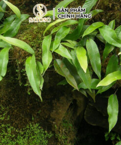 Cây Thạch Vĩ Khô SATOSO Hỗ Trợ Thanh Lọc Cơ Thể - Ảnh 4