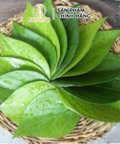 Bột lá trầu không SATOSO - Ảnh 4