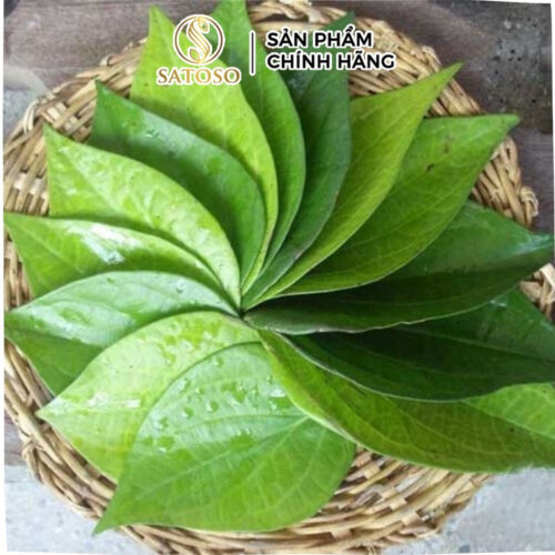 Bột lá trầu không túi lọc xông hơ vùng kín, hết mùi hôi, giữ trọn vẻ đẹp tự nhiên SATOSO
