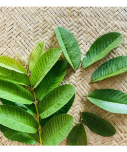 Lá ổi khô thượng hạng SATOSO - Ảnh 4