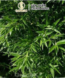 Lá Tre Khô Thương Hiệu Satoso - Ảnh 4