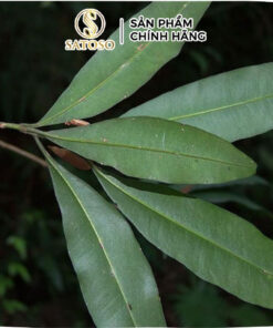 Cây Cơm Nguội Khô SATOSO - Ảnh 4