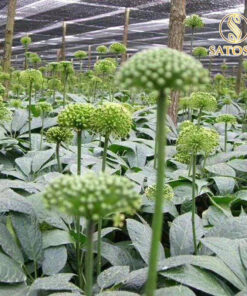 Nụ Hoa Tam Thất Khô SATOSO - Ảnh 5