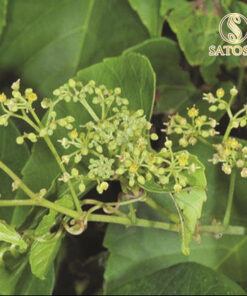 Cây chìa vôi khô SATOSO - Ảnh 5