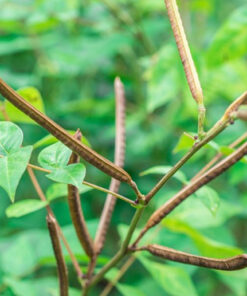 Trà Hạt Muồng (Thảo quyết minh) hỗ trợ giảm mất ngủ hiệu quả thương hiệu SATOSO - Ảnh 5