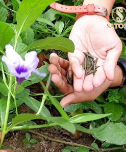 Cây Nổ Khô SATOSO - Ảnh 5