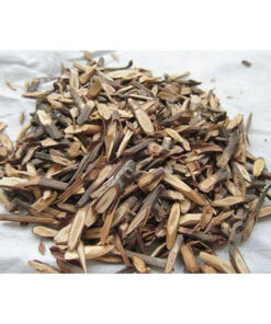 Cây Dâu Tằm Khô (Tang Chi) SATOSO - Ảnh 2