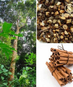 Quế chi tiêm khô thơm sạch làm gia vị có lợi cho sức khỏe SATOSO - Ảnh 5