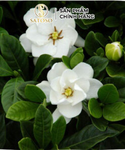 Cà Độc Dược Khô Thương Hiệu Satoso - Ảnh 5