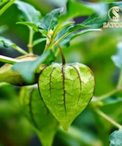 Cây Tầm Bóp Túi Lọc SATOSO - Ảnh 5