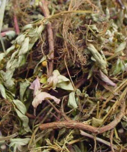 Diệp hạ châu (cây chó đẻ răng cưa) sấy khô SATOSO - Ảnh 3