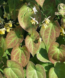 Lá dâm dương hoắc SATOSO - Ảnh 5