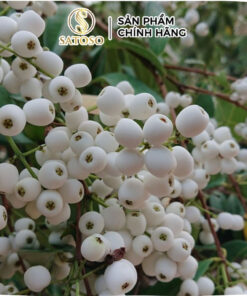 Cây Cơm Nguội Khô SATOSO - Ảnh 5