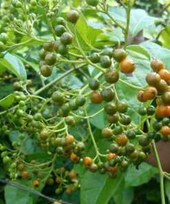 Hạt xạ đen khô SATOSO - Ảnh 4