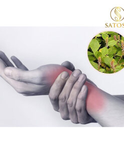 Cây cỏ xước khô SATOSO thượng hạng tác dụng hỗ trợ tốt cho xương khớp - Ảnh 5