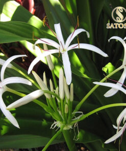 Cây náng hoa trắng khô SATOSO - Ảnh 5