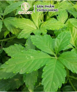 Trà Giảo Cổ Lam Túi Lọc Thương Hiệu Satoso - Ảnh 6