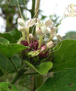 Bạch Đồng Nữ SATOSO - Ảnh 6