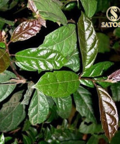 Xạ đen Hoà Bình thượng hạng SATOSO - Ảnh 6