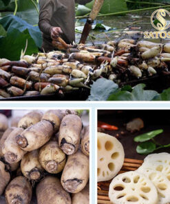 Củ sen khô thượng hạng SATOSO - Ảnh 6