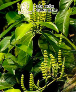 Dây Gắm Khô Satoso - Ảnh 6
