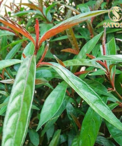 Cây Hoàn Ngọc Khô SATOSO - Ảnh 6