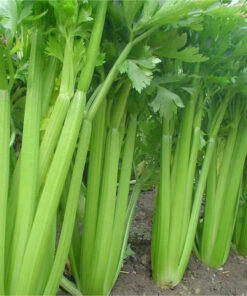Bột Cần Tây Nguyên Chất Sấy Lạnh SATOSO Giải Pháp Giữ Dáng & Thanh Lọc Cơ Thể Tự Nhiên - Ảnh 3