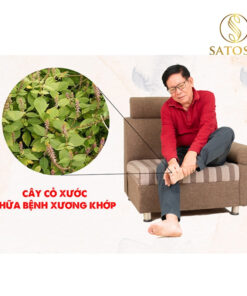 Cây cỏ xước khô SATOSO thượng hạng tác dụng hỗ trợ tốt cho xương khớp - Ảnh 6