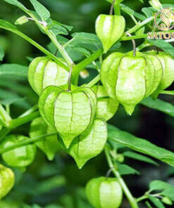 Cây Tầm Bóp SATOSO - Ảnh 6