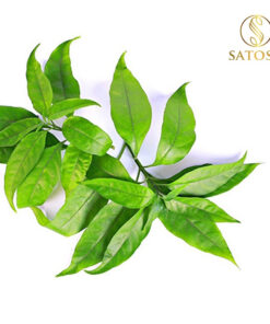 Cây Hoàn Ngọc Khô SATOSO - Ảnh 7