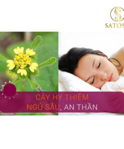 Cây hy thiêm khô SATOSO - Ảnh 7