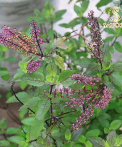 Cây hương nhu khô thượng hạng SATOSO - Ảnh 7