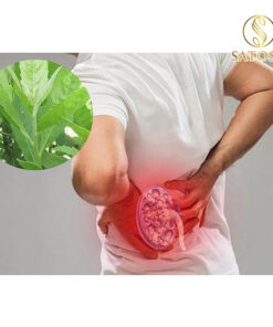 Cây cỏ xước khô SATOSO thượng hạng tác dụng hỗ trợ tốt cho xương khớp - Ảnh 7