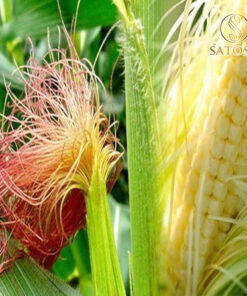 Râu ngô SATOSO thượng hạng thơm, sạch hỗ trợ thanh nhiệt - Ảnh 7