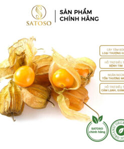 Cây Tầm Bóp SATOSO - Ảnh 7
