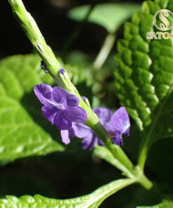 Cây chuột đuôi khô ( mạch lạc ) SATOSO - Ảnh 8