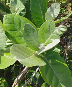 Cây lá hen khô SATOSO - Ảnh 8