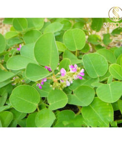 Kim Tiền Thảo Thượng Hạng SATOSO - Ảnh 8