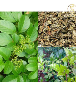 Chè Dây Thượng Hạng Túi Lọc Thương Hiệu Satoso Hỗ Trợ Sức Khoẻ - Ảnh 9
