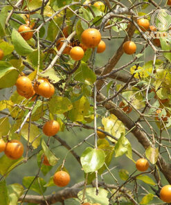Hạt Mã Tiền Khô Thượng Hạng SATOSO - Ảnh 4
