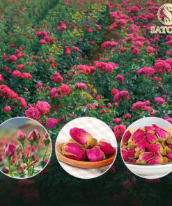 Trà hoa hồng SATASO cao cấp sấy khô làm đẹp da giảm đau bụng kinh ở nữ giới - Ảnh 9