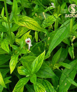 Xuyên tâm liên khô SATOSO - Ảnh 9