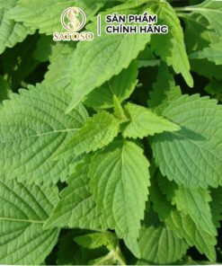 Cây Kinh Giới sấy khô SATOSO