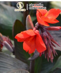 Cây Dong Riềng Đỏ Khô Thượng Hạng SATOSO