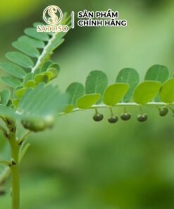 Diệp hạ châu (cây chó đẻ răng cưa) sấy khô SATOSO